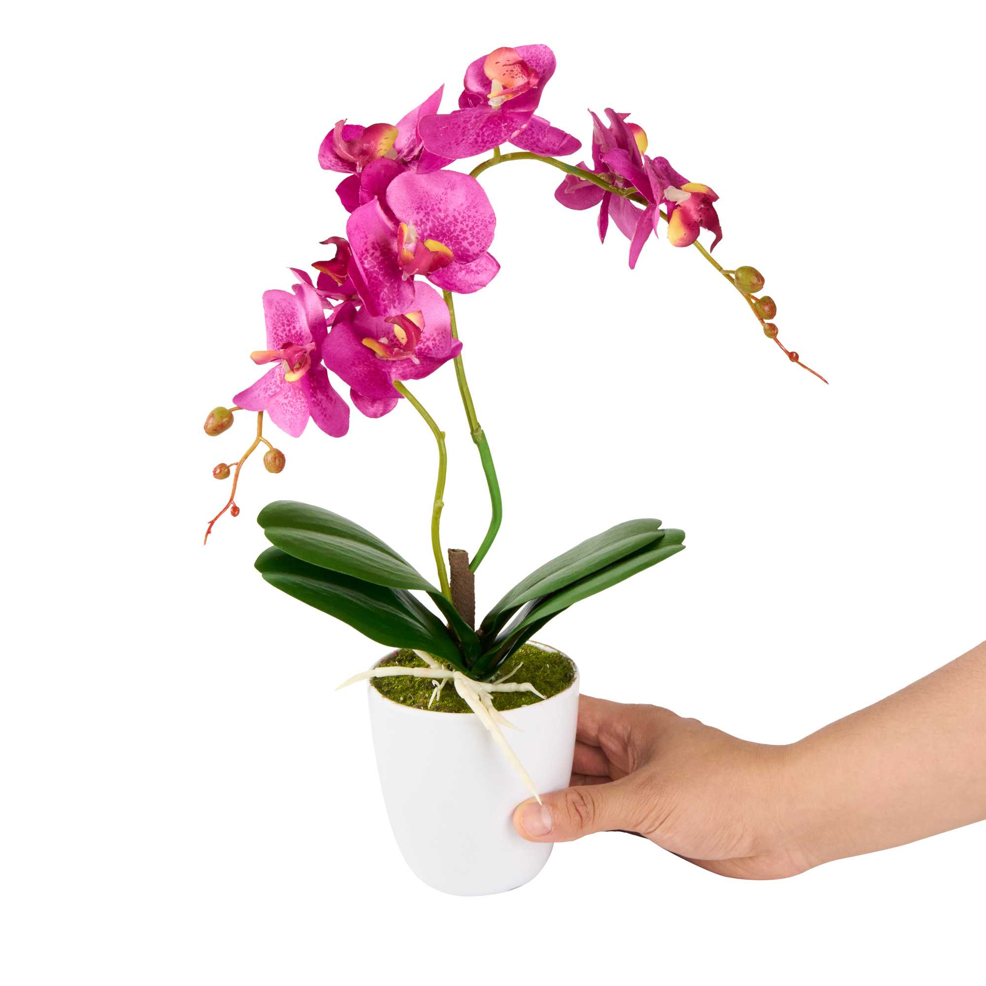 Fiore Magenta Plastic Moth Orchid in Plastic Pot - 8 Blooms - 4" x 4" x 15" - 1 count box