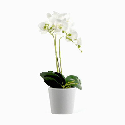 Fiore White Plastic Orchid in Plastic Pot - 12 Blooms - 5 1/2" x 5 1/2" x 19" - 1 count box