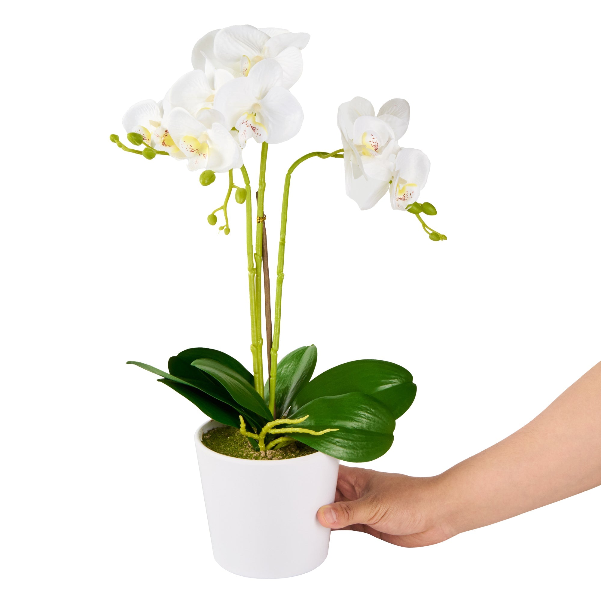 Fiore White Plastic Orchid in Plastic Pot - 12 Blooms - 5 1/2" x 5 1/2" x 19" - 6 count box