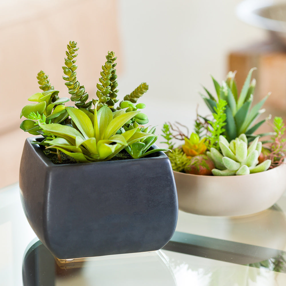 Plastic Table Art Faux Succulent Arrangement - Porcelain Planter, Black - 6" x 6" x 8 1/2" - 1 count box