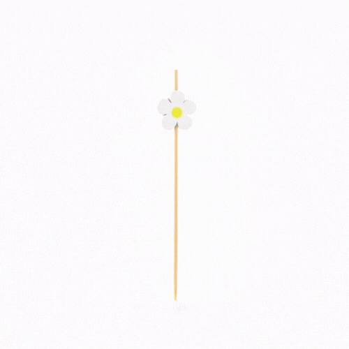 Pixy White Bamboo Daisy Pick - 4 3/4" - 100 count box