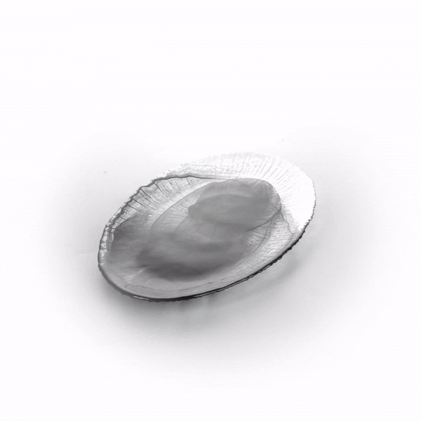 Vetri Oval Black Glass Focus Serving Plate - 15" x 9 3/4" x 1 1/4" - 1 count box