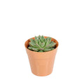 Mini Serve 4 oz Round Terracotta Plastic Mini Flower Pot - 2 1/2" x 2 1/2" x 2 1/2" - 100 count box