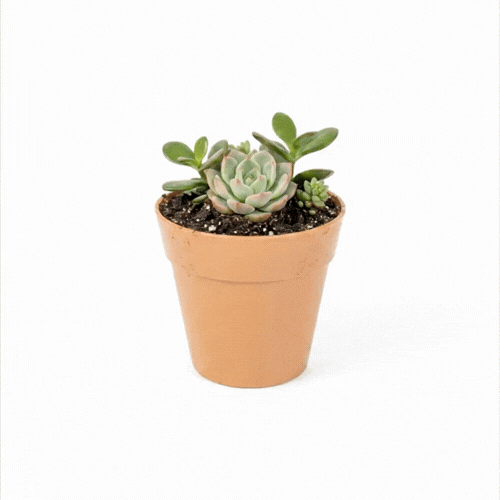 Mini Serve 4 oz Round Terracotta Plastic Mini Flower Pot - 2 1/2" x 2 1/2" x 2 1/2" - 100 count box