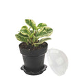 Mini Serve 6 oz Black Plastic Mini Flower Pot Cup - with Lid - 3" x 3" x 3" - 100 count box