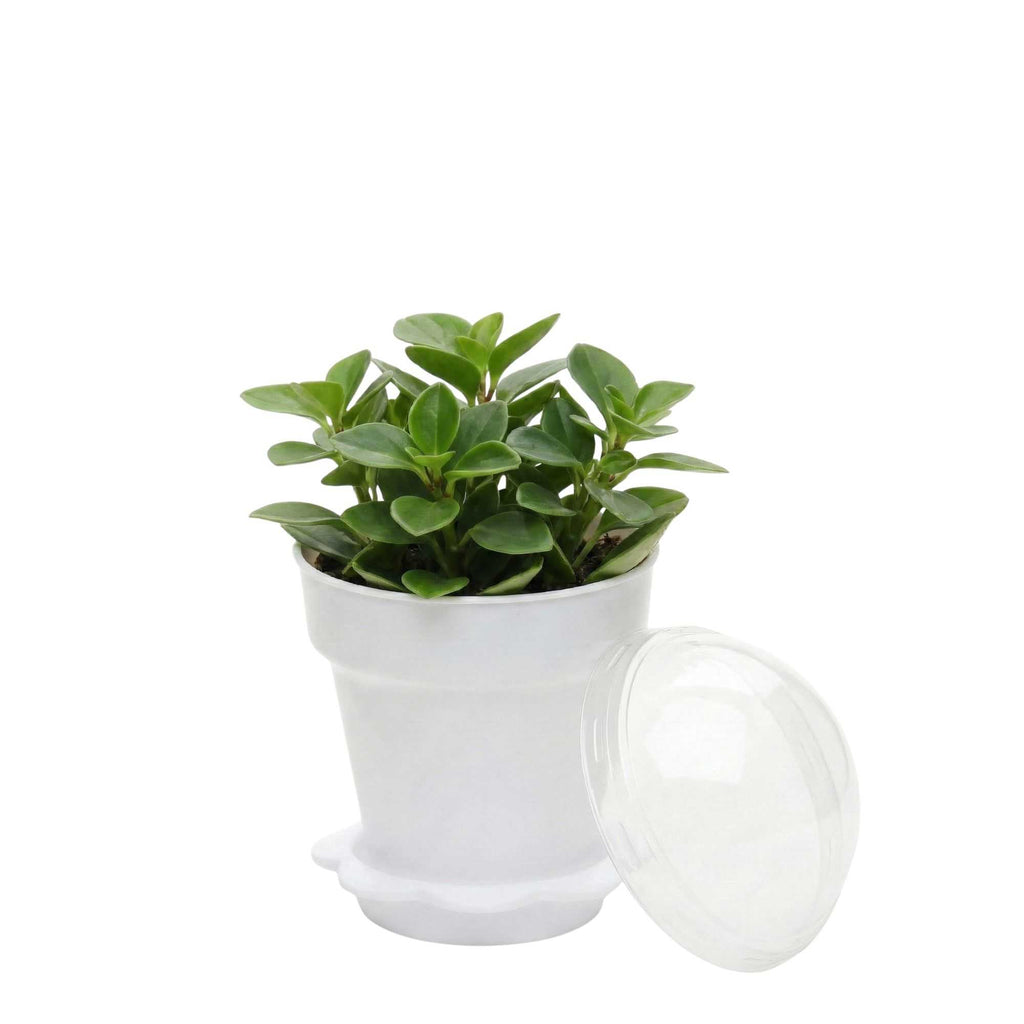 Mini Serve 6 oz White Plastic Mini Flower Pot Cup - with Lid - 3" x 3" x 3" - 100 count box