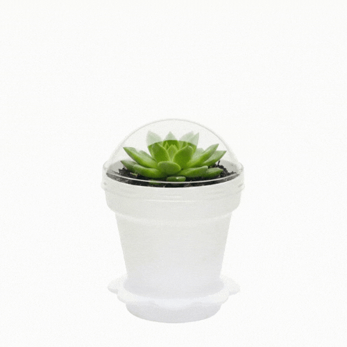 Mini Serve 6 oz White Plastic Mini Flower Pot Cup - with Lid - 3" x 3" x 3" - 100 count box