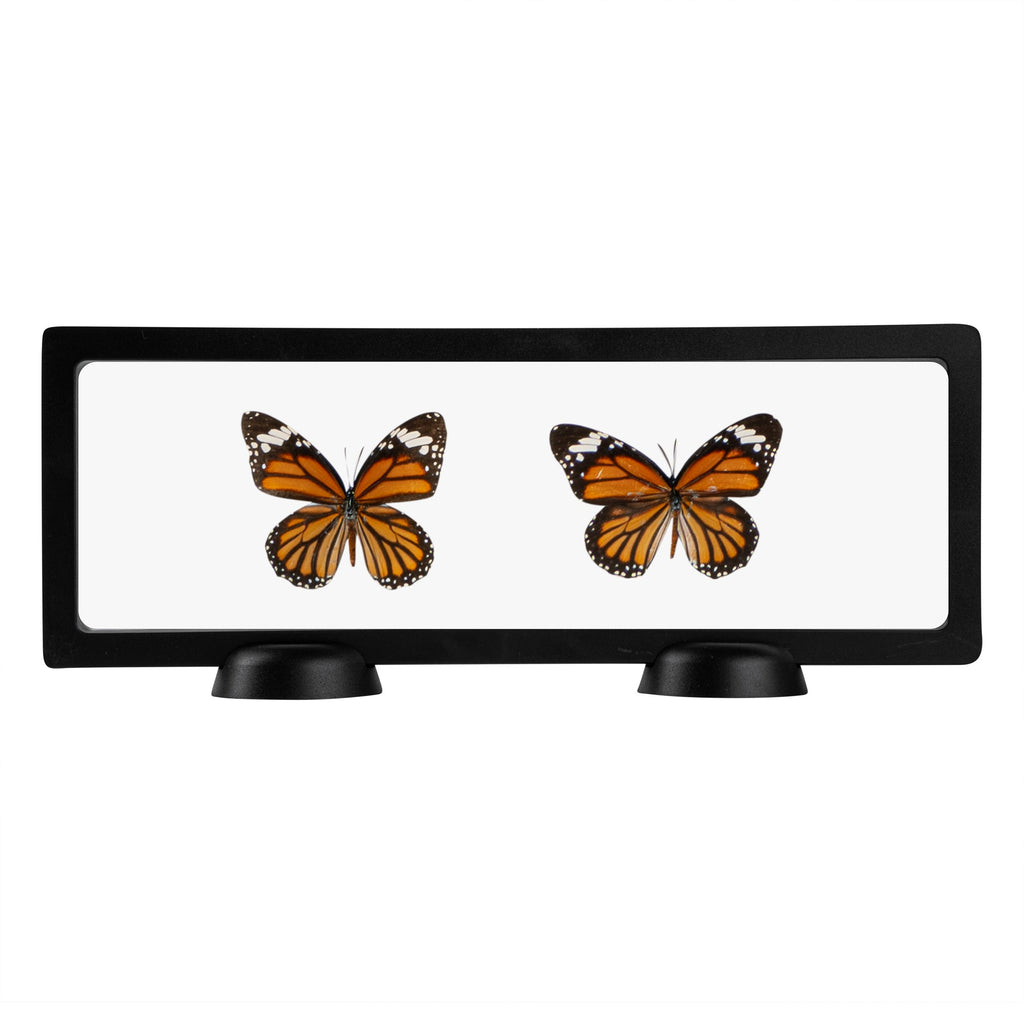 Display Tek Rectangle Black Plastic 3D Floating Display Case - 11 3/4" x 4 1/4" x 3/4" - 10 count box